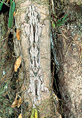 REP 04 MH0025 01
Henkel's Leaf-Tailed Gecko Camouflaged In Tree Bark Madagascar