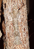 REP 04 MH0026 01
Henkel's Leaf-Tailed Gecko Camouflaged In Tree Bark Madagascar