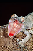 REP 04 MH0027 01
Leaf-Tailed Gecko Alarmed At Night Madagascar