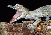 REP 04 MH0028 01
Leaf-Tailed Gecko Alarmed At Night Madagascar