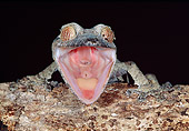 REP 04 MH0029 01
Leaf-Tailed Gecko Alarmed At Night Madagascar