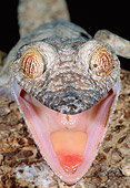 REP 04 MH0030 01
Leaf-Tailed Gecko Alarmed At Night Madagascar