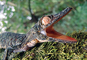 REP 04 MH0031 01
Close-Up Of Leaf-Tailed Gecko Alarmed On Moss Madagascar