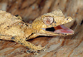 REP 04 MH0032 01
Close-Up Of Leaf-Tailed Gecko Alarmed Madagascar