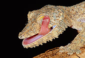 REP 04 MH0033 01
Close-Up Of Leaf-Tailed Gecko Cleaning Eyes With Tongue Madagascar