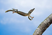REP 04 TK0030 01
Leaf-Tailed Gecko In Flight To Branch