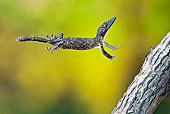 REP 04 TK0031 01
Leaf-Tailed Gecko In Flight To Branch
