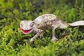 REP 04 TK0032 01
Satanic Leaf-Tailed Gecko Standing On Branch
