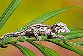 REP 04 TK0033 01
Gargoyle Gecko Sitting On Branch Profile