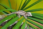 REP 04 TK0034 01
Gargoyle Gecko Sitting On Branch