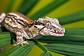REP 04 TK0035 01
Close-Up Of Gargoyle Gecko Sitting On Branch