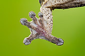 REP 04 TK0036 01
Close-Up Of Henkel's Leaf-Tailed Gecko Foot On Glass