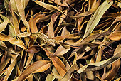 REP 04 TK0037 01
Satanic Leaf-Tailed Gecko On Floor Of Ficus Leaves