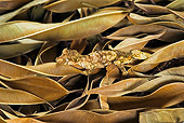 REP 04 TK0038 01
Satanic Leaf-Tailed Gecko On Floor Of Ficus Leaves