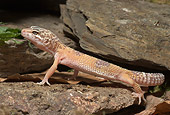 REP 04 WF0001 01
Leopard Gecko Standing On Rock