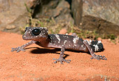 REP 04 WF0002 01
Madagascar Big-Eyed Gecko Sitting On Sand