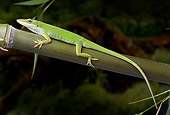 REP 04 WF0003 01
Carolina Anole Resting On Bamboo Stalk