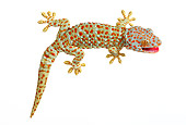 REP 04 KH0001 01
Tokay Gecko Sitting On White Seamless