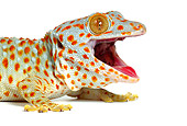 REP 04 KH0002 01
Head Shot Of Tokay Gecko Sitting On White Seamless