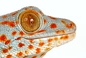 REP 04 KH0003 01
Head Shot Of Tokay Gecko On White Seamless