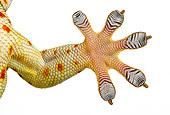 REP 04 KH0004 01
Close-Up Of Tokay Gecko's Foot On White Seamless