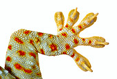 REP 04 KH0005 01
Close-Up Of Tokay Gecko's Foot On White Seamless