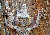 REP 04 NE0001 01
Leaf-Tailed Gecko Camouflaged Against Tree Trunk Madagascar