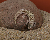 REP 04 RK0001 01
Western Banded Gecko On Rock