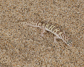 REP 04 RK0002 01
Western Banded Gecko On Sand