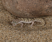 REP 04 RK0003 01
Western Banded Gecko On Sand By Rock
