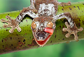 REP 04 TK0001 01
Close-Up Of Frilled Leaf-Tailed Gecko Licking Face