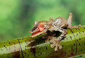 REP 04 TK0003 01
Frilled Leaf-Tailed Gecko Licking Face Sitting On Branch