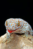 REP 04 TK0004 01
Head Shot Of Tokay Gecko Climbing On Rock