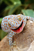 REP 04 TK0005 01
Head Shot Of Tokay Gecko Climbing On Rock
