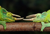 REP 04 TK0006 01
Close Up Of Two Jackson's Chameleons Sparring On Branch