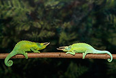 REP 04 TK0007 01
Two Jackson's Chameleons Sparring On Branch