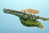 REP 04 TK0012 01
Young And Adult Jackson's Chameleons Climbing On Branch