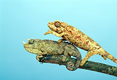 REP 04 TK0013 01
Young Female Jackson's Chameleon  Climbing On Back Of Young Male