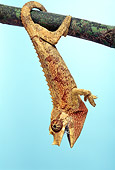 REP 04 TK0014 01
Young Jackson's Chameleon Female Hanging From Branch
