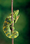 REP 04 TK0015 01
Meller's Chameleon Climbing On Branch