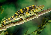 REP 04 TK0016 01
Meller's Chameleon Climbing On Branch