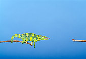 REP 04 TK0017 01
Meller's Chameleon Climbing On Branch