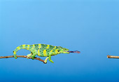 REP 04 TK0018 01
Meller's Chameleon Climbing On Branch