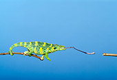 REP 04 TK0019 01
Meller's Chameleon Climbing On Branch