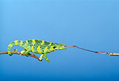REP 04 TK0020 01
Meller's Chameleon Climbing On Branch
