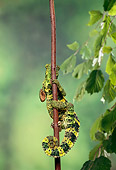 REP 04 TK0021 01
Meller's Chameleon Climbing On Branch
