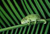 REP 04 TK0023 01
Carpet Chameleon Sitting On Palm Frond