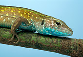 REP 04 TK0024 01
Rainbow Whiptail Laying On Branch