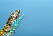 REP 04 TK0025 01
Close-Up Of Rainbow Whiptail Opening Mouth
