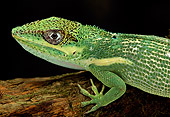 REP 04 TK0026 01
Close-Up Of Knight Anole Sitting On Branch
